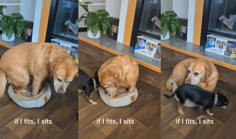 El golden retriever se quedó a descansar en la camita del perrito chihuahua, quien se acomodó a su costado para que estén juntos. Foto: captura de TikTok El golden retriever se quedó a descansar en la camita del perrito chihuahua, quien se acomodó a su costado para que estén juntos. Foto: captura de TikTok