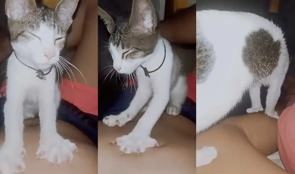 El gatito llamado Blackie masajea a su dueño que descansaba en el sofá. Foto: captura de YouTube El gatito llamado Blackie masajea a su dueño que descansaba en el sofá. Foto: captura de YouTube