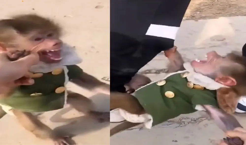 El animalito no pudo soportar ver alejarse a su dueño. El  momento quedó registrado en TikTok, donde conmovió a muchas personas. Foto: composición/capturas de TikTok