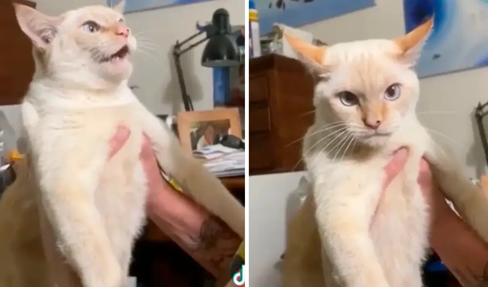 Usuarios compartieron experiencias similares de animales que aprendieron comportamientos y sonidos de otras especies. Foto: captura de TikTok