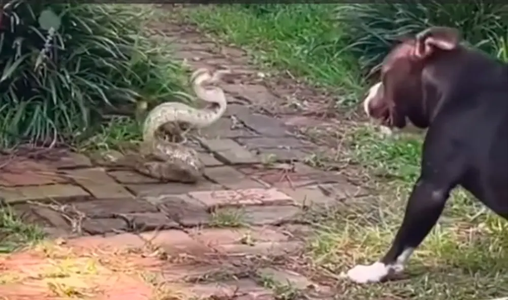 El video viral ha causado gran sensación en las redes sociales. Foto: captura de TikTok