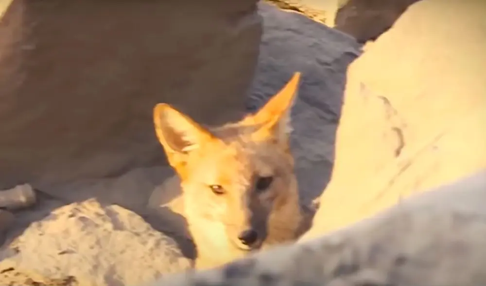 El zorro andino fue comprado en el Centro de Lima, donde hasta el momento las mafias continúan lucrando con la vida de los animales. Foto: captura de América TV