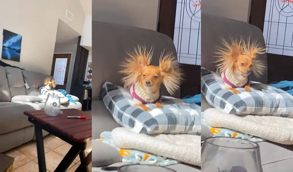 El joven comentó que le puso el nombre Eevee debido a la serie Pokemon. Foto: captura de YouTube El joven comentó que le puso el nombre Eevee debido a la serie Pokemon. Foto: captura de YouTube