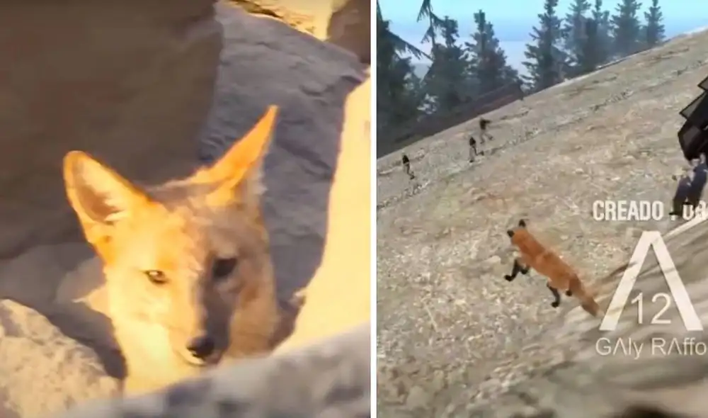 El zorrito de Comas ya es el protagonista de un divertido video de GTA San Andreas. Foto: Captura América TV/Galy Raffo