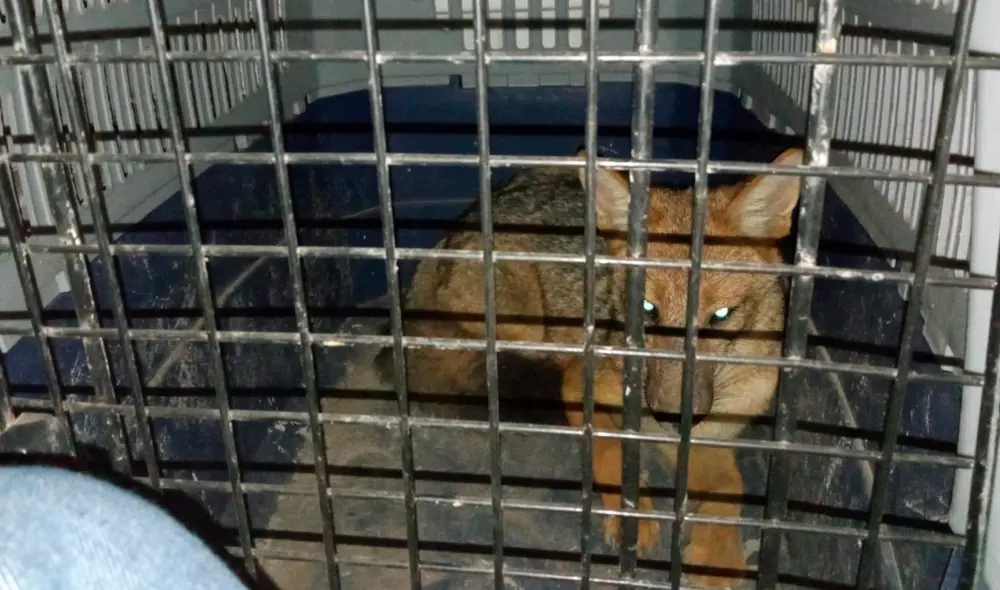 Run Run fue capturado la noche del 8 de noviembre. Foto: Serfor