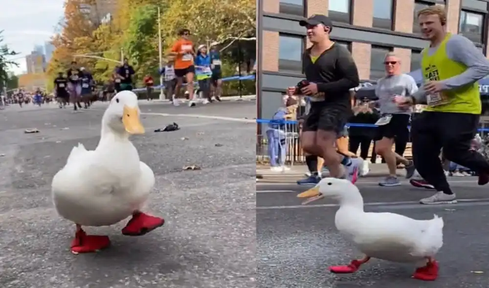 El ave se robó la atención de los asistentes. El video viral de TikTok ha conmocionado a los amantes de los animales. Foto: captura de TikTok.