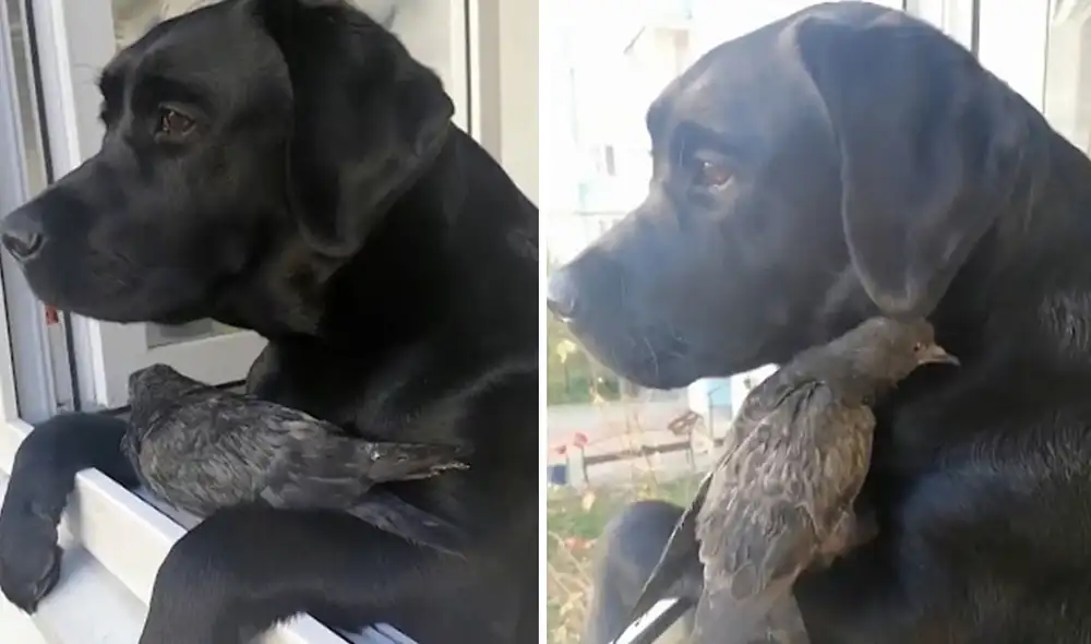 Un perrito se paró en su ventana para disfrutar de la vista de su vecindario. De pronto fue sorprendido por una paloma que se echó en sus patas al sentirse indefensa. Foto: captura de YouTube