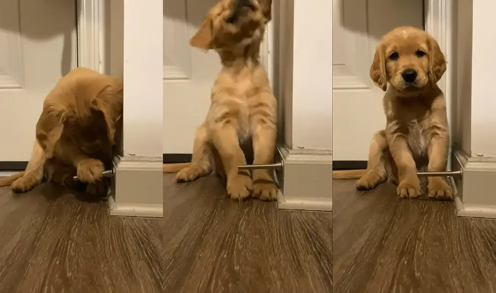 Jake juega y mueve su cabeza hacia atrás enérgicamente al ver que el tope de la puerta se mueve. Foto: captura de YouTube