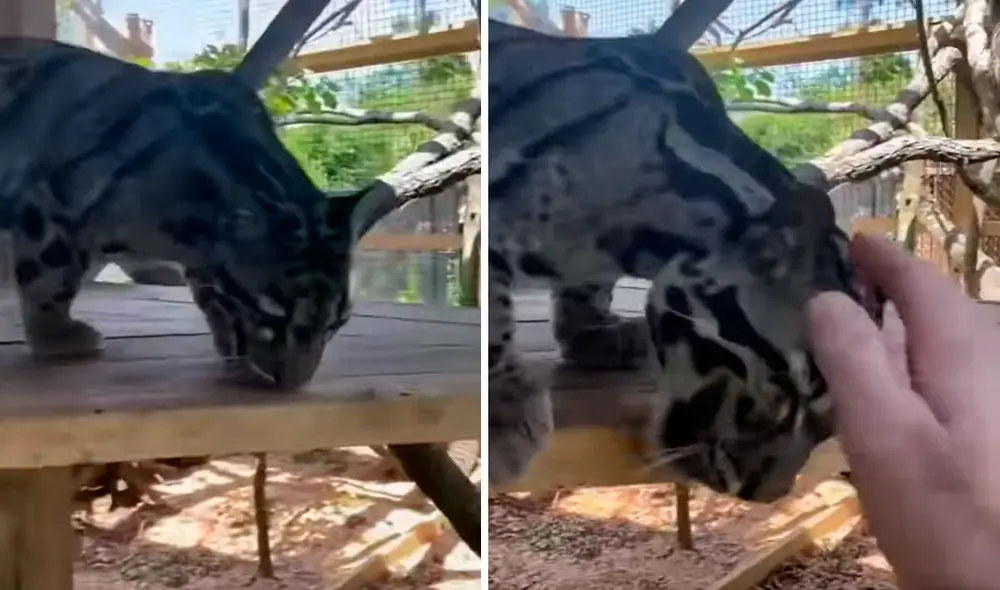 Una joven se separó de un leopardo para que tuviera una mejor calidad de vida; sin embargo, fue a buscarlo después de un tiempo y se sorprendió al sentir su cariño. Foto: captura de YouTube