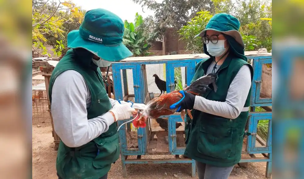 El Senasa vacunó un 13,39% más de aves que la meta establecida. Foto: Senasa