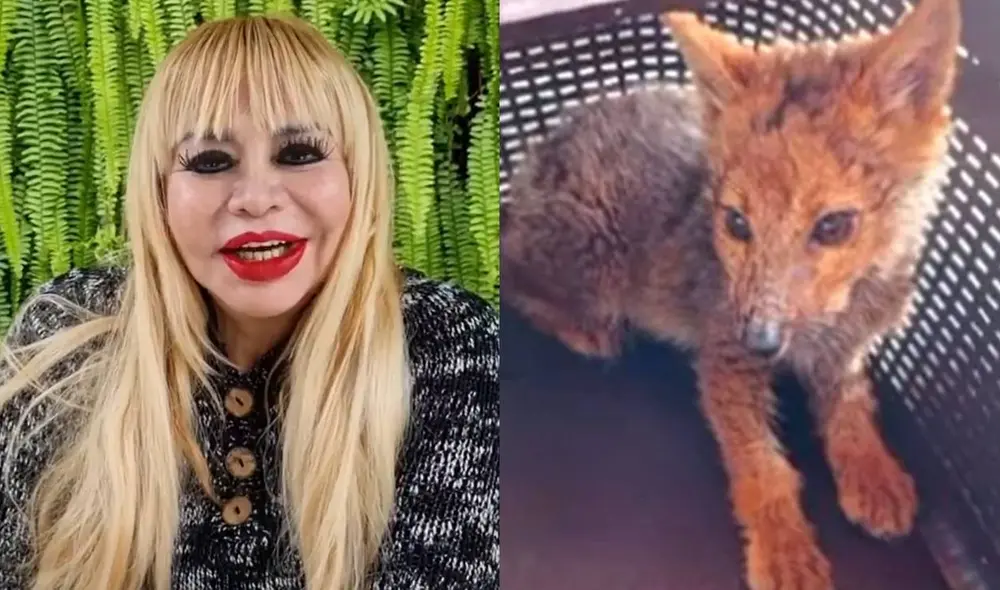 Susy Díaz se muestra preocupada por el zorrito Run Run y lanza una dieta en su nombre. Foto: composición/ Instagram/ La República Susy Díaz se muestra preocupada por el zorrito Run Run y lanza una dieta en su nombre. Foto: composición/ Instagram/ La República