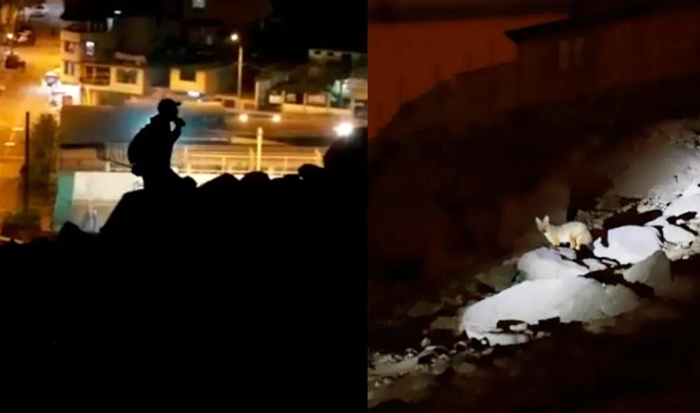 Zorro fue capturado la noche del último lunes 8. Foto: Serfor