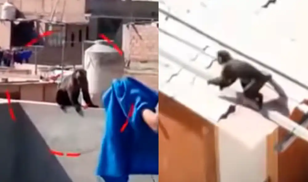 Según vecinos, Monín lleva años en cautiverio. Foto: captura ATV