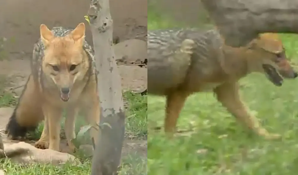 Ato es el primo de Run Run, quien ya tiene 10 años dentro del Parque de las Leyendas. Foto: captura de Latina