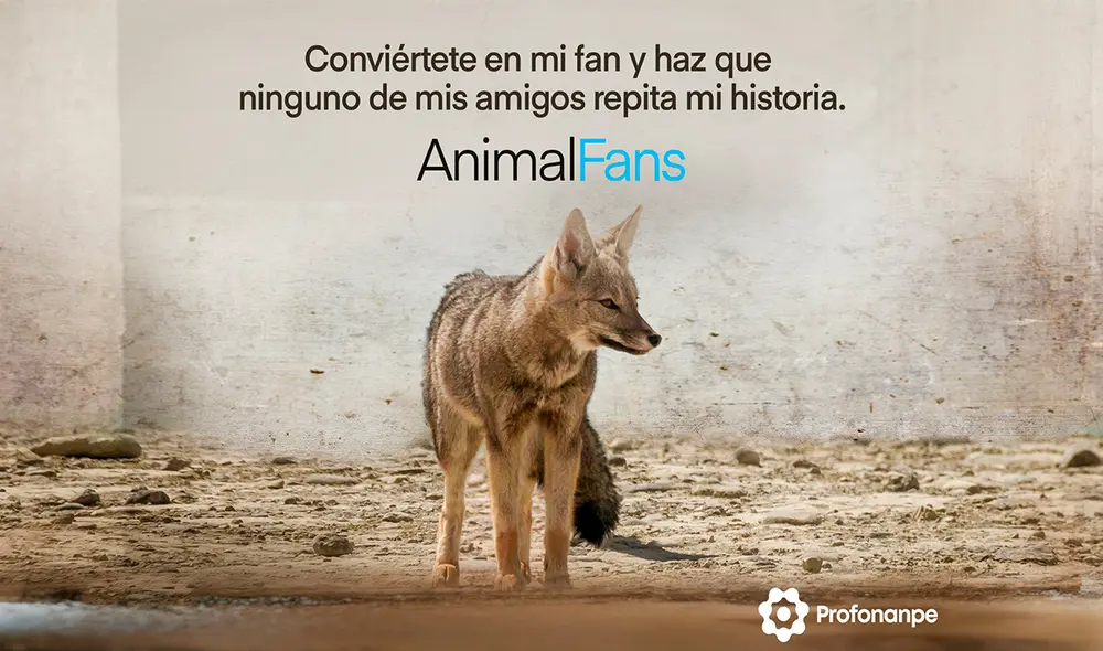 El tráfico ilegal de fauna silvestre es la segunda amenaza para la biodiversidad después de la pérdida de hábitat, no solo en el Perú sino a nivel mundial. Foto: Profonanpe