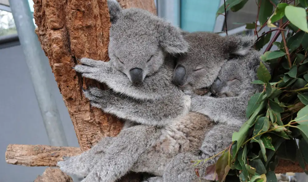 La clamidia puede ocasionar ceguera, infertilidad y la propia muerte de esta especia animal. Foto: EFE