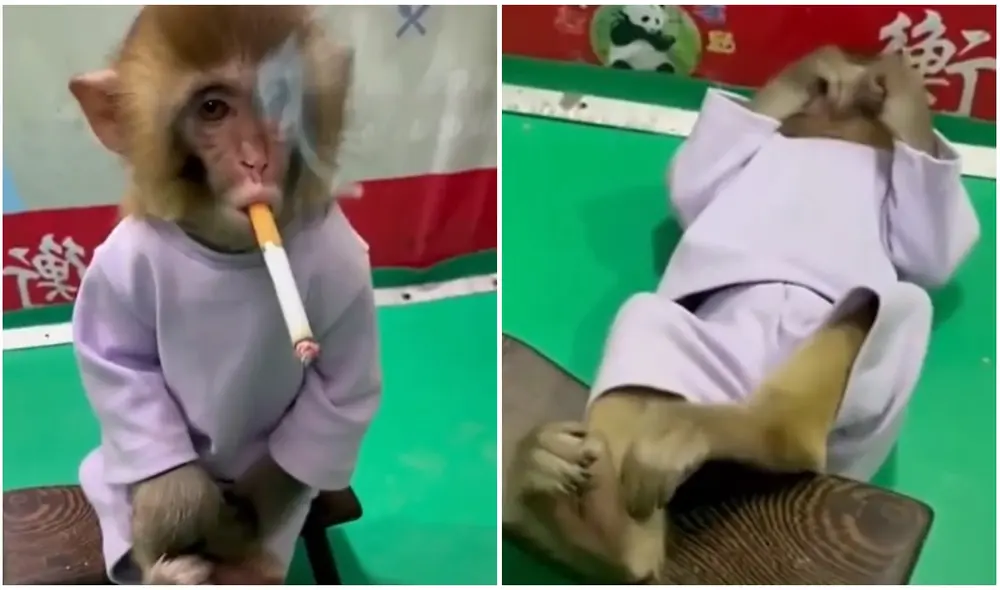 Los cuidadores del zoológico señalaron que los animales en cautiverio no suelen ser expuestos al humo del cigarro. Foto: composición/La República