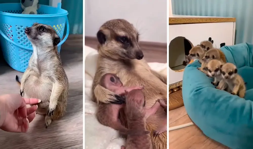 Una joven se emocionó con la noticia sobre el embarazo de su querida mascota y se encargó de sus cuidados hasta el momento en que dio a luz a sus pequeños. Foto: captura de YouTube