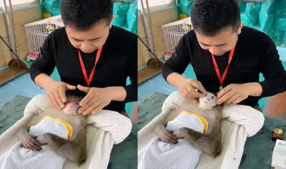 El video viral de TikTok llamó la atención de los usuarios por la peculiar manera en la que el primate se relajaba. Foto: captura de TikTok.