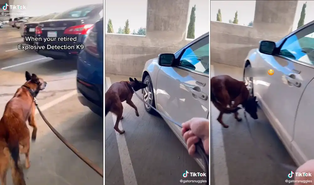 El perro no resistió ver tantos autos en un solo lugar y comenzó a olfatear para ver si encontraba algo sospechoso. Foto: captura de TikTok
