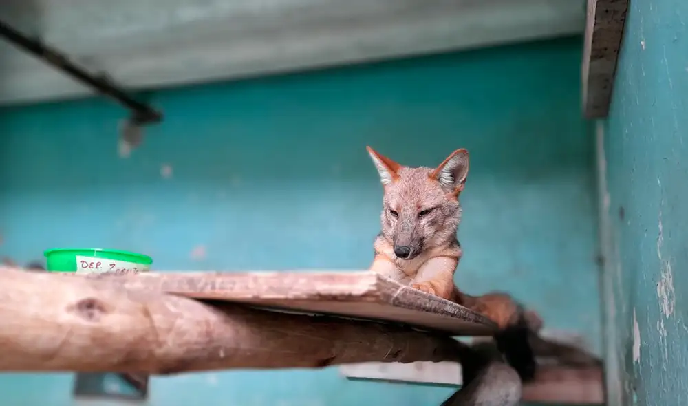 Run Run pesaba 7,400 kilogramos cuando fue internado en el zoológico. Foto: Parque de Las Leyendas