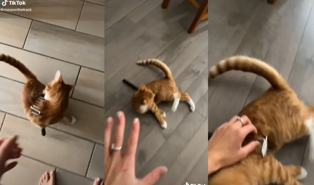 El minino tenía dificultades para movilizarse debido al utensilio de cocina por lo que su dueña acudió rápidamente a quitárselo. Foto: captura de TikTok El minino tenía dificultades para movilizarse debido al utensilio de cocina por lo que su dueña acudió rápidamente a quitárselo. Foto: captura de TikTok