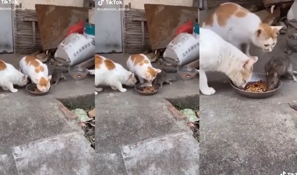Los animales permitieron que el roedor se acerque a ellos y coma en el mismo plato sin intentar atacarlo. Foto: captura de TikTok Los animales permitieron que el roedor se acerque a ellos y coma en el mismo plato sin intentar atacarlo. Foto: captura de TikTok