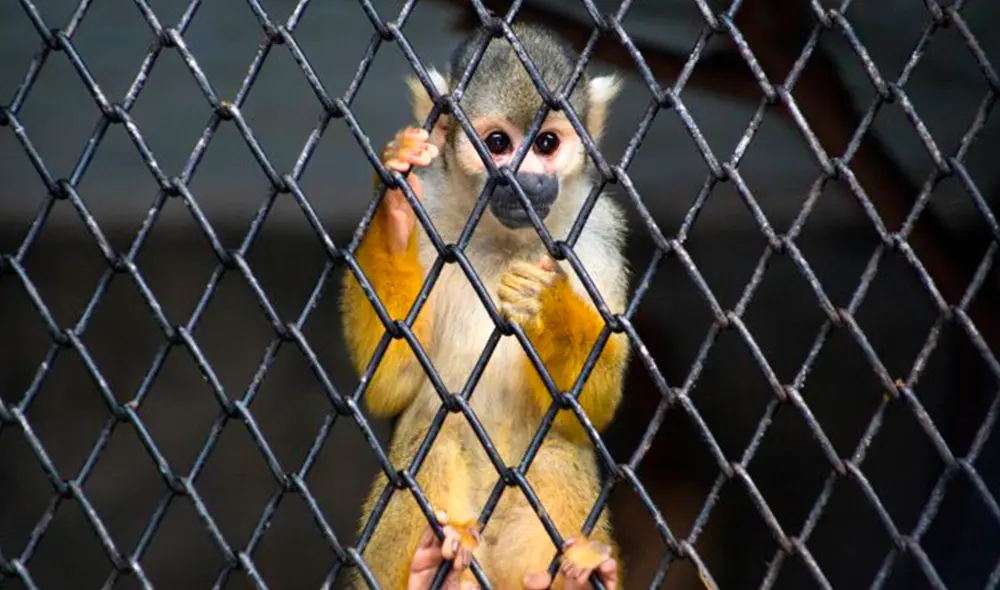 Las especies silvestres pueden desarrollar conductas agresivas cuando se encuentran en cautiverio. Foto: La República