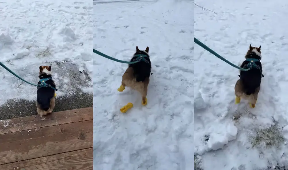 Moira Starlorde, perrita corgi de seis años, camina por la nieve de Kenai, Alaska. Foto: captura de YouTube