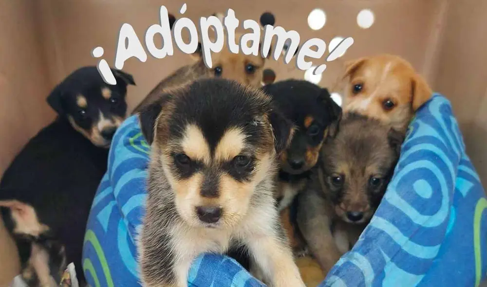 Las personas que deseen adoptar tienen que presentar la copia de su DNI, un recibo de agua y luz y llenar una ficha de compromiso. Foto: Albergue Can Martín Las personas que deseen adoptar tienen que presentar la copia de su DNI, un recibo de agua y luz y llenar una ficha de compromiso. Foto: Albergue Can Martín