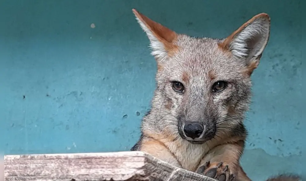 Los cachorros de zorro andino como Run Run suelen ser vendido a S/ 50 para la crianza doméstica. Foto: Andina