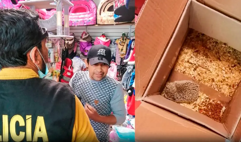 Erizo fue puesto a buen resguardo. Foto: Diario EP