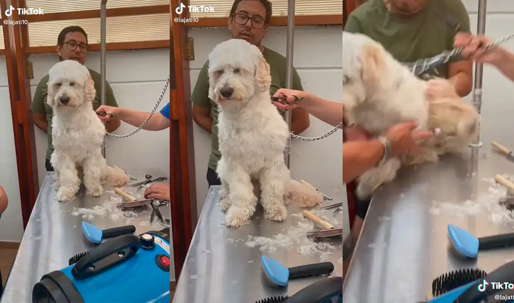 El can logró divertir a miles de usuarios con la insólita escena que protagonizó. Foto: captura de TikTok