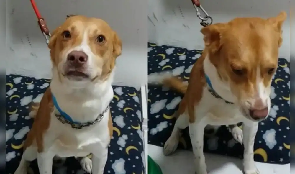 El can será entregado desparasitado y bañado. Foto: WhatsApp / La República