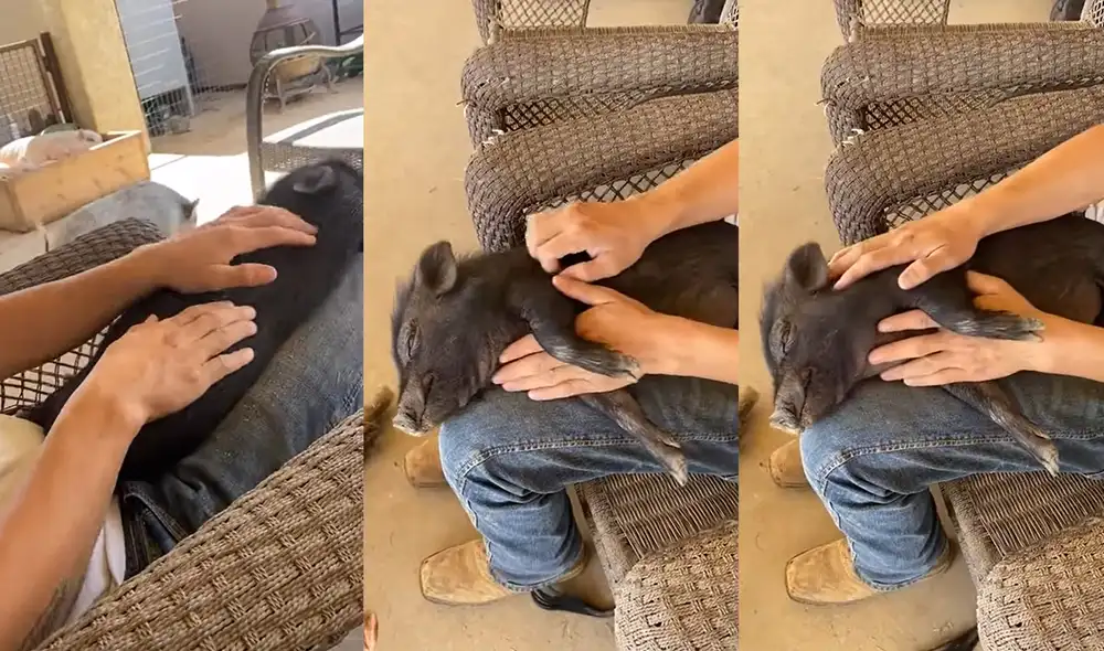 En el recinto, también se puede ver a otros cerditos que se encontraban durmiendo. Foto: captura de YouTube