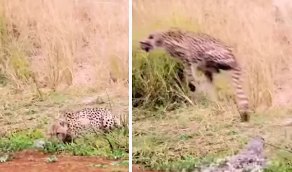 El video viral ha sido compartido en el canal Discovery Wild Animals. Foto: captura de YouTube El video viral ha sido compartido en el canal Discovery Wild Animals. Foto: captura de YouTube