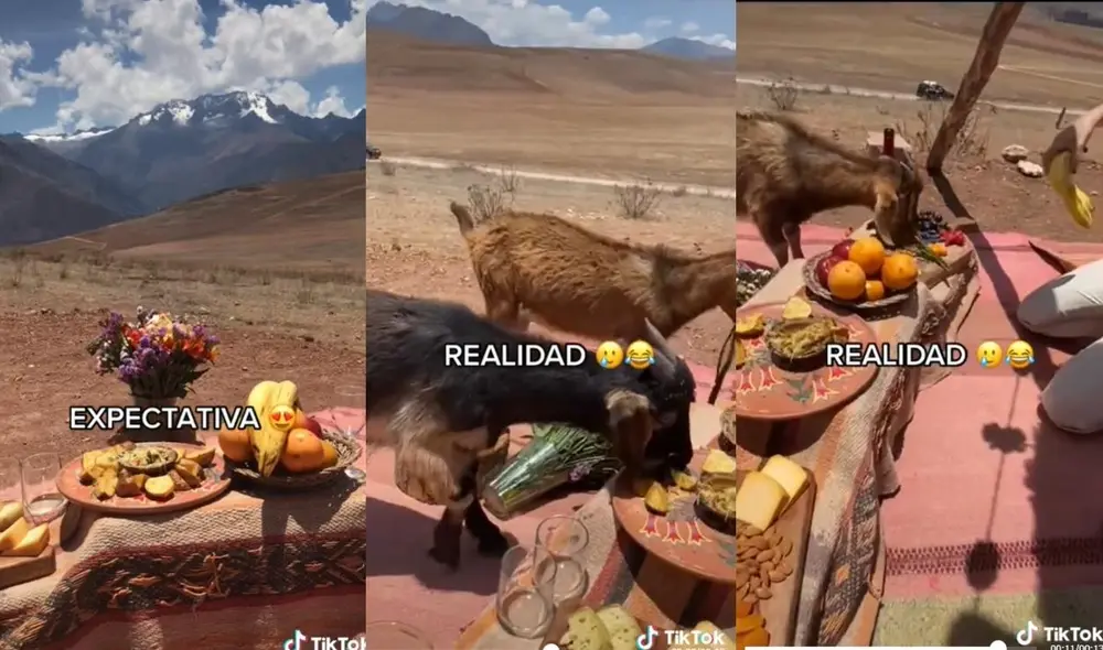 Cuando los animales interrumpieron el agradable picnic del grupo de amigas, una de las jóvenes fue por ayuda. Video: captura de TikTok Cuando los animales interrumpieron el agradable picnic del grupo de amigas, una de las jóvenes fue por ayuda. Video: captura de TikTok