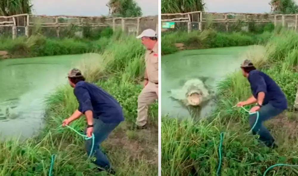 El video viral ha sido compartido en el canal Best Animal Shorts. Foto: captura de YouTube El video viral ha sido compartido en el canal Best Animal Shorts. Foto: captura de YouTube