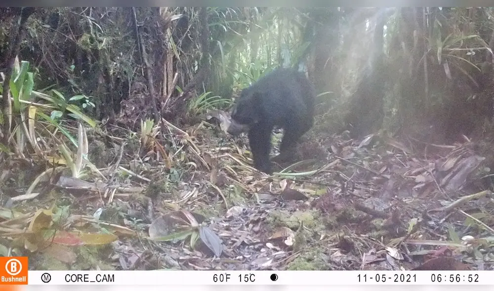 Esta especie es única en sudamérica y se encuentra en amenaza. Foto: NCI