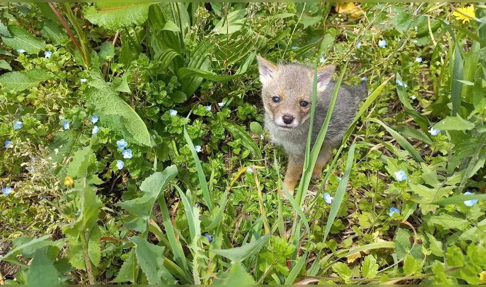 Iba a ser vendido en el mercado de la ciudad. Foto: Serfor-ATTFS Cajamarca Iba a ser vendido en el mercado de la ciudad. Foto: Serfor-ATTFS Cajamarca