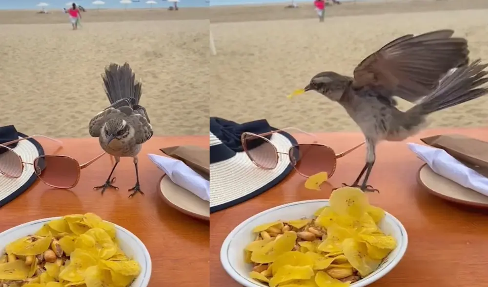 Algunos usuarios de TikTok señalaron que a esta especie se les conoce como 'chisca' y que a menudo 'roban' alimentos. Foto: captura de TikTok Algunos usuarios de TikTok señalaron que a esta especie se les conoce como 'chisca' y que a menudo 'roban' alimentos. Foto: captura de TikTok