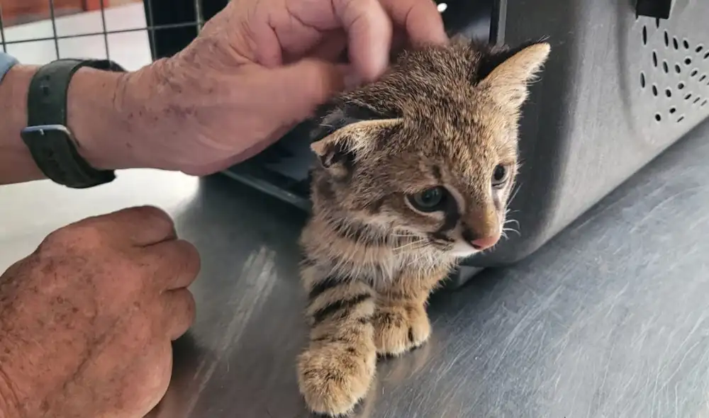 El animal era críado como una mascota en el distrito de La Victoria, en la región Lambayeque. Foto: Serfor El animal era críado como una mascota en el distrito de La Victoria, en la región Lambayeque. Foto: Serfor