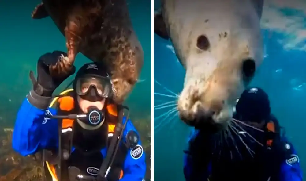 Unos jóvenes realizaron una expedición marina cuando se encontraron con un travieso animal que quería acompañarlos. Foto: captura de YouTube