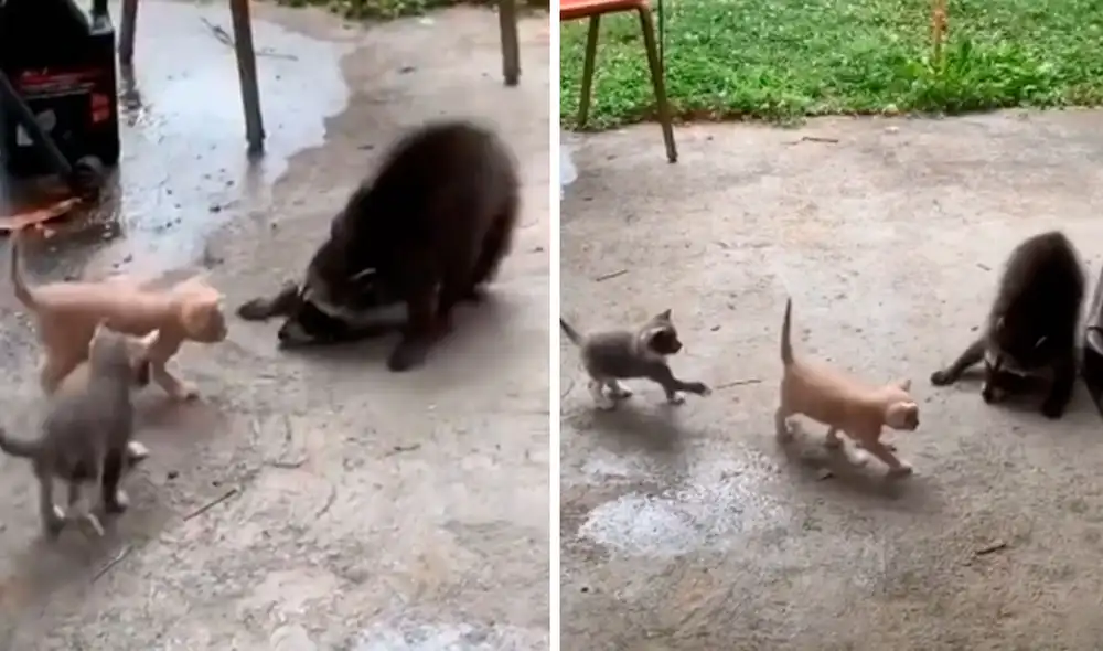 Una joven grabó el preciso momento en que sus gatitos trataron de agarrar a un travieso animal que se metió a escondidas a su patio en busca de comida. Foto: captura de Facebook Una joven grabó el preciso momento en que sus gatitos trataron de agarrar a un travieso animal que se metió a escondidas a su patio en busca de comida. Foto: captura de Facebook