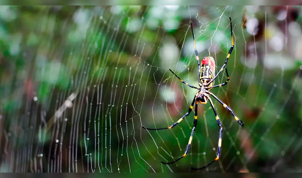 Una araña joro suspendida en el patio del entomólogo Will Hudson en Winterville, Georgia. Foto: UGA