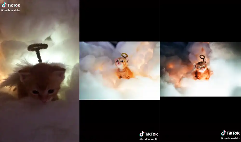 La joven conmovió a miles de usuarios con la tierna dinámica que desarrolló con sus nuevas mascotas. Foto: captura de TikTok