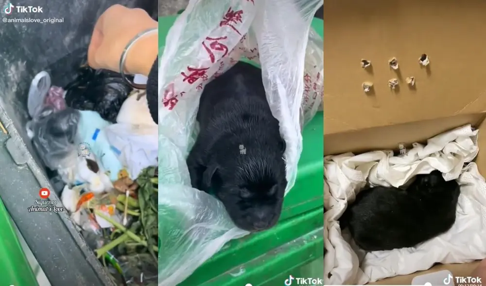 El usuario suele fomentar en sus redes la adopción y el no maltrato a los animales con los casos que encuentra. Foto: captura de TikTok