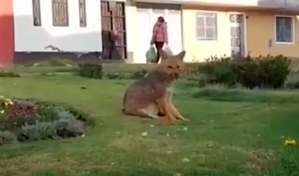 Personal especializado tratará de capturar al zorro para trasladarlo al zoológico de Huamanga. Foto: captura de América TV