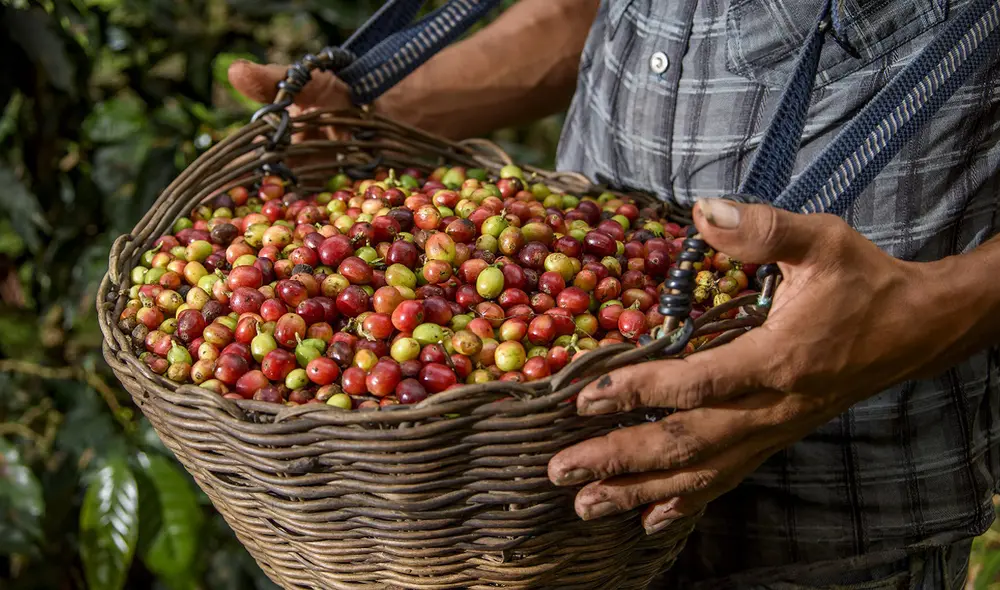 El evento se realizó en marco al Expocafé 2021. Foto: difusión El evento se realizó en marco al Expocafé 2021. Foto: difusión