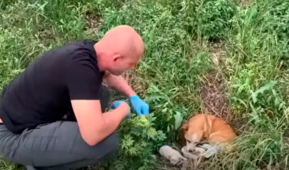 El video viral ha sido compartido en el canal Dog Rescue. Foto: captura de YouTube